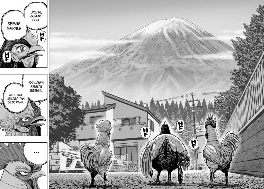 Rooster Fighter Chapter 36